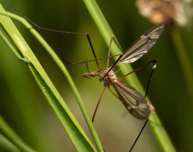 Mosquitoes