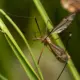 Mosquitoes