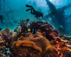 Diving