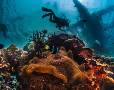 Diving