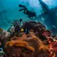 Diving