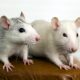 closeup of two funny white domestic rats with long 2023 11 27 05 33 32 utc 80x80