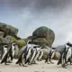 header relocating penguins 80x80